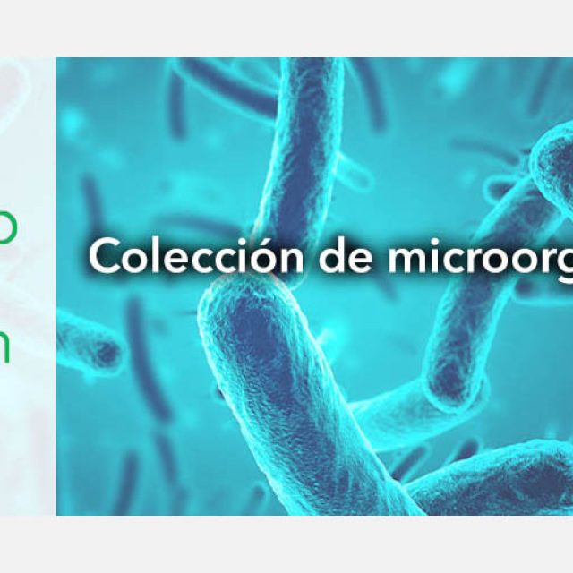 MicroBioSpain: la colección de microorganismos españoles accesible “on-line”